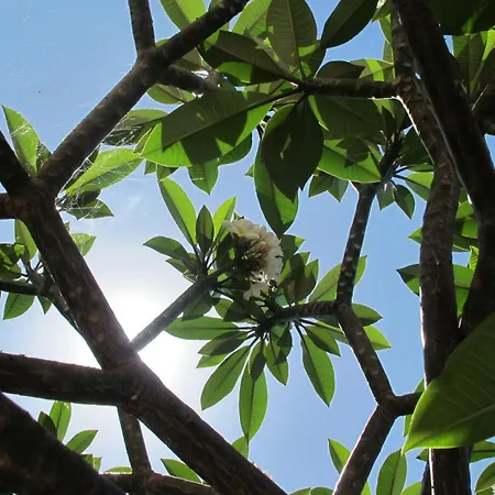 Slice Of Heaven- Dream *