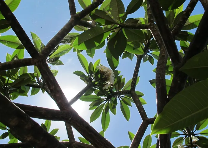 Slice Of Heaven- Dream *